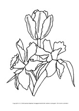 Ausmalbild-Tulpe-6.pdf